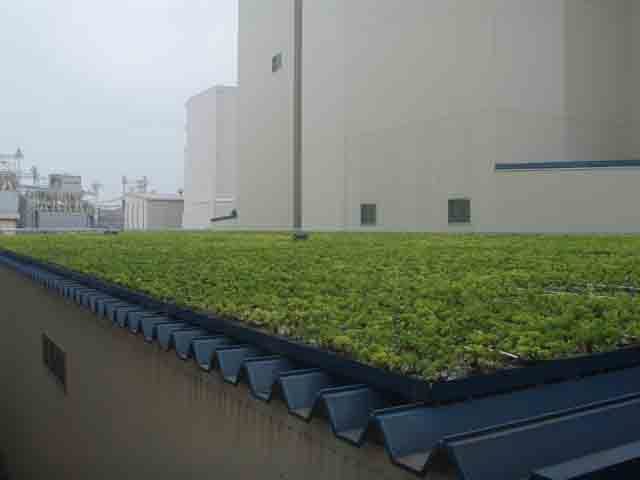 常緑キリンソウ折板屋根緑化施工事例1.jpg