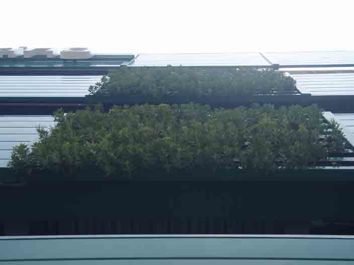 常緑キリンソウ壁面緑化施工事例2.JPG