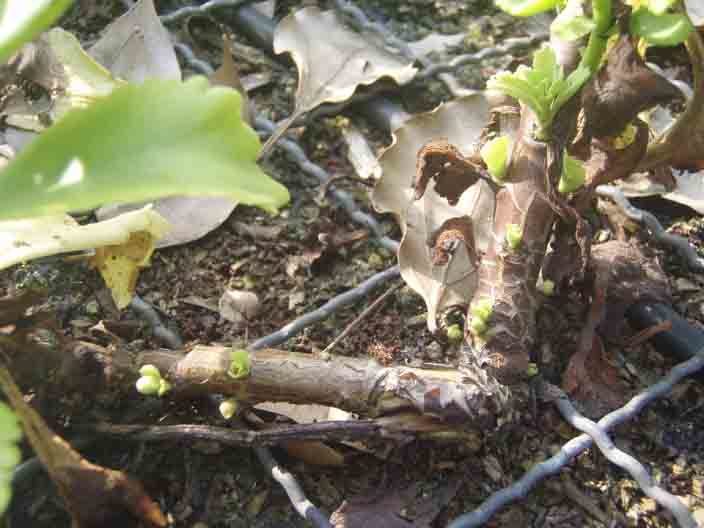 常緑キリンソウの茎から新芽1.jpg