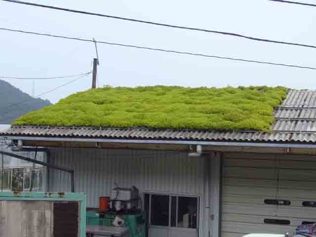 常緑キリンソウ屋根緑化施工事例2.JPG