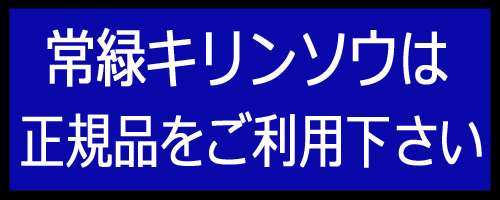 屋上緑化常緑キリンソウ正規品.jpg