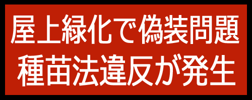 常緑キリンソウで屋上緑化-屋上緑化偽装問題種苗法違反.jpg