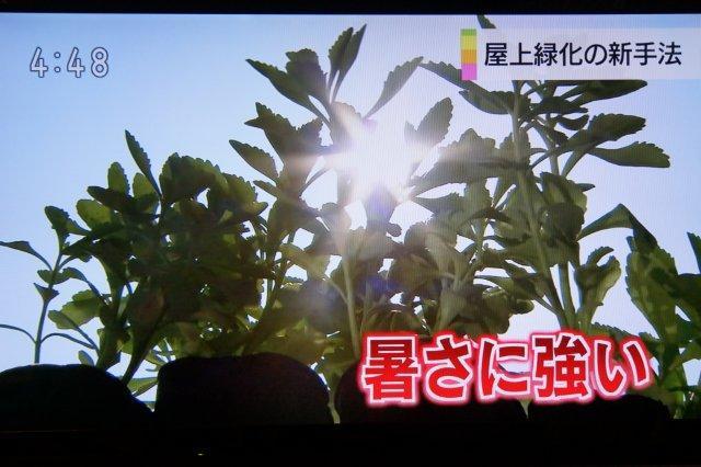 NHKおはよう日本キリンソウ3