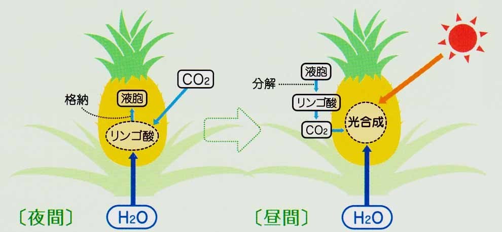 CAM型光合成.jpg