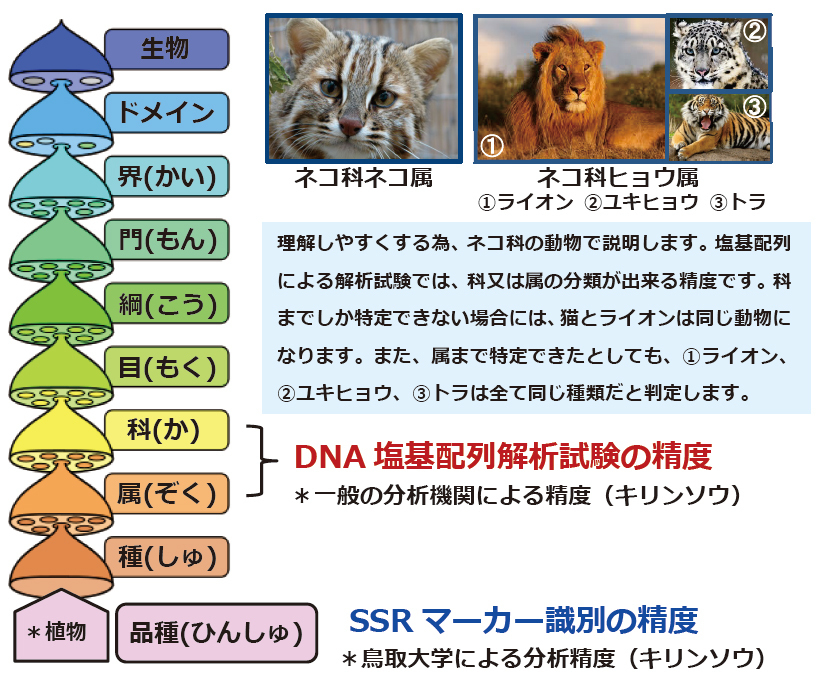 DNA解析の精度